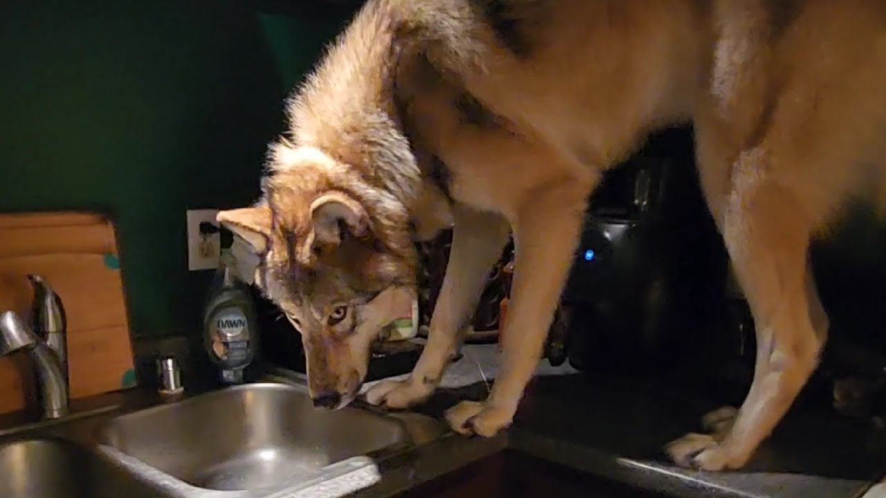 Волк хватает его и убегает! #petwolf #honeythewolf #wolf #wolfdog