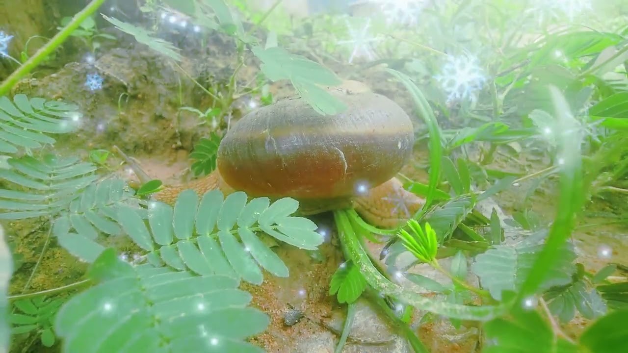 Giant African Land Snails vs Tiny Ocean Snails