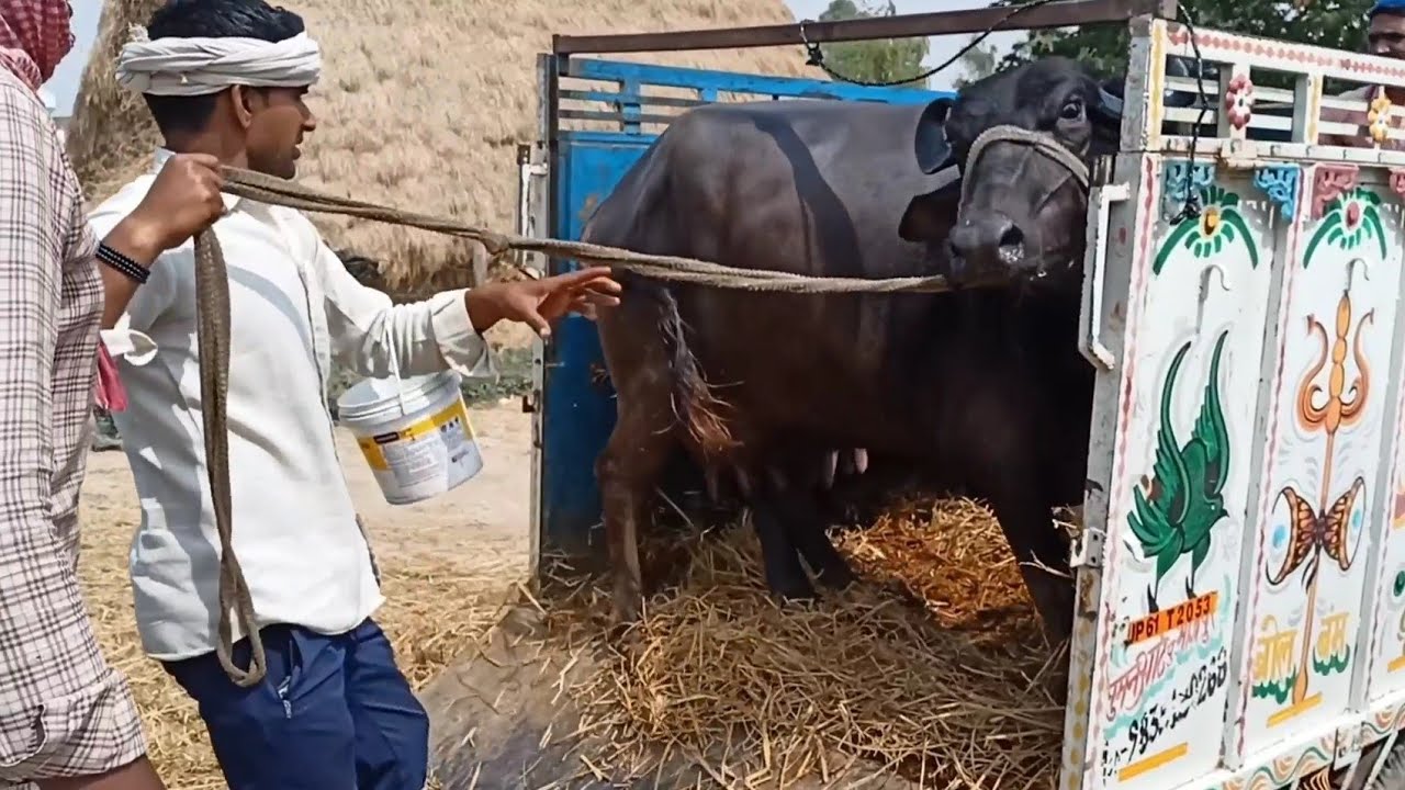 Buffaloes Unloading Time Video in Pashu Mandi | Buffalo Mandi in Uttar Pradesh