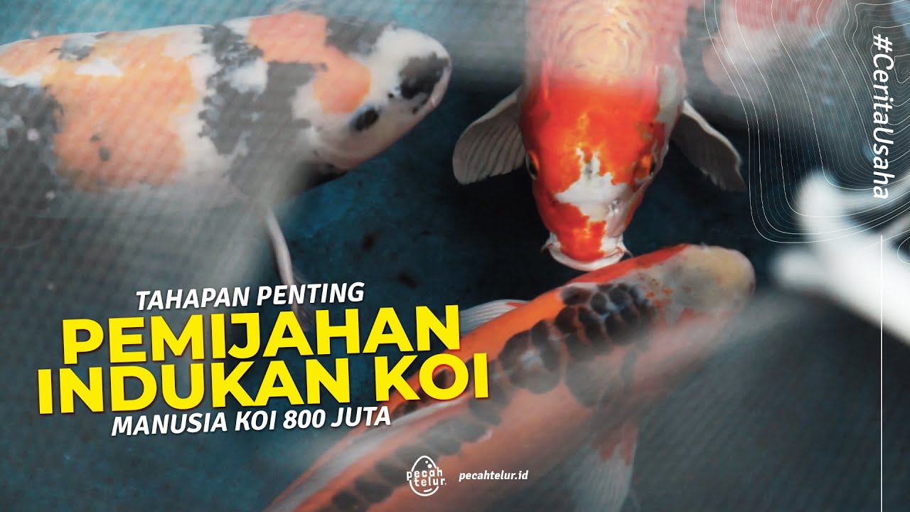 Tips Pemijahan Indukan Koi, Berhasil Temukan Varietas Koi Champion