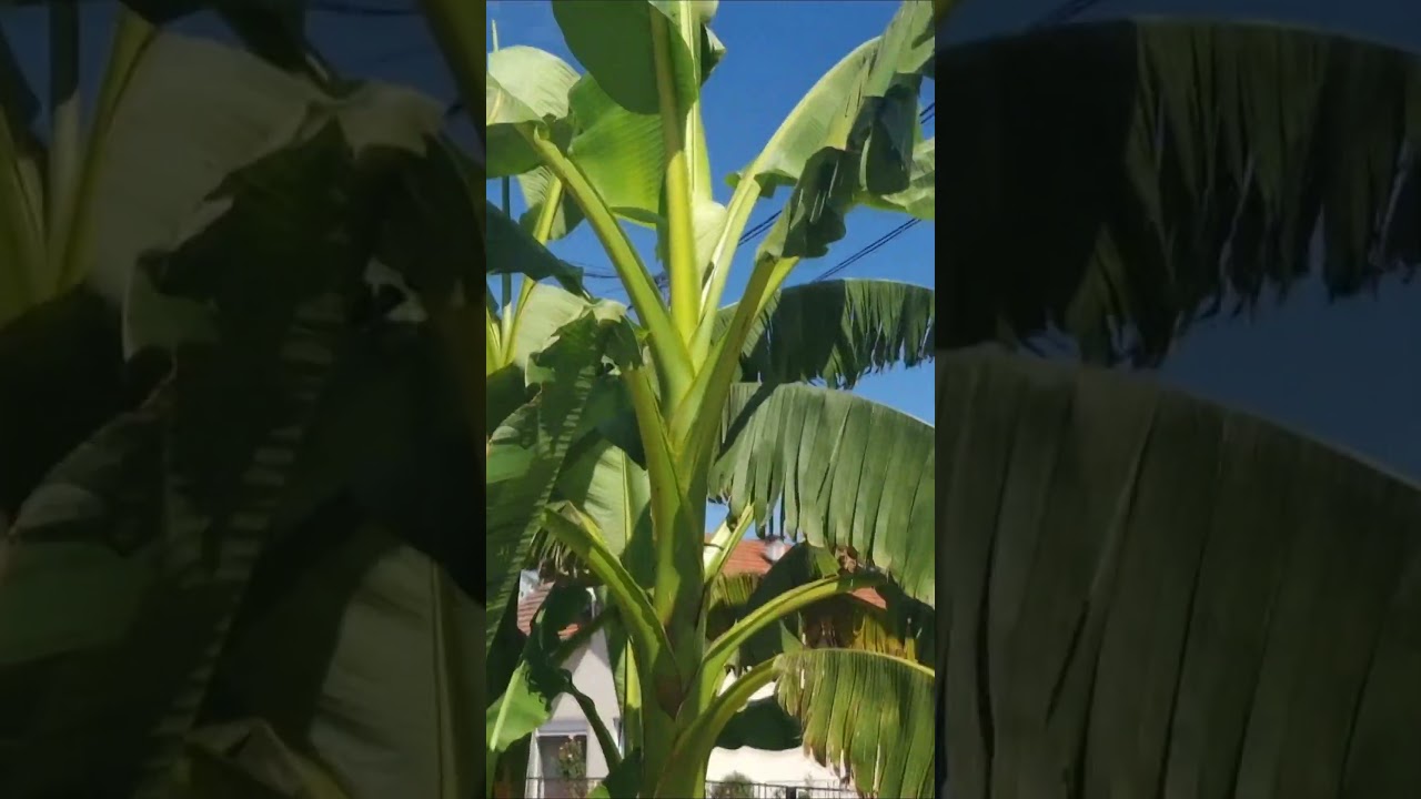 MOŽE LI BANANA USPJETI U BOSNI I HERCEGOVINI? #banana #bosnaihercegovina #egzoticnovoce