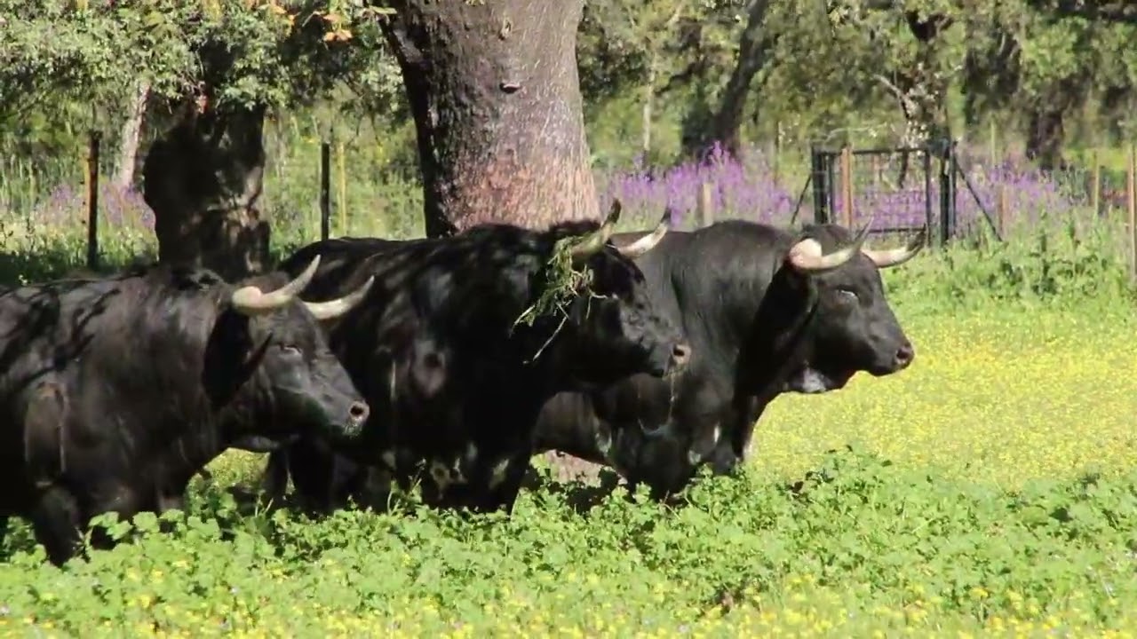 Visita a la Finca Dehesa Frías @entradas