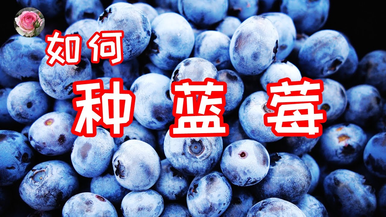 如何移栽蓝莓，种植蓝莓如何选择合适的盆土和肥料