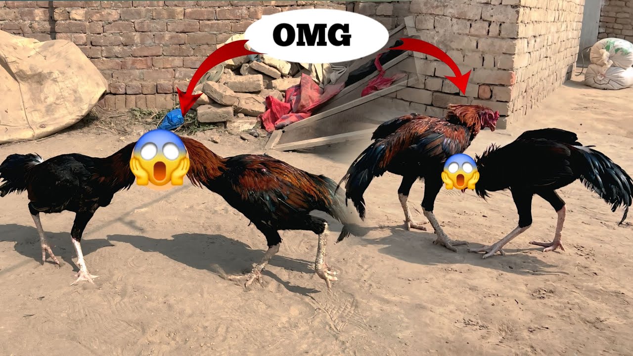  Aseel murga fight pakistan AJ Apne ghar ke patha check kia 😜😜