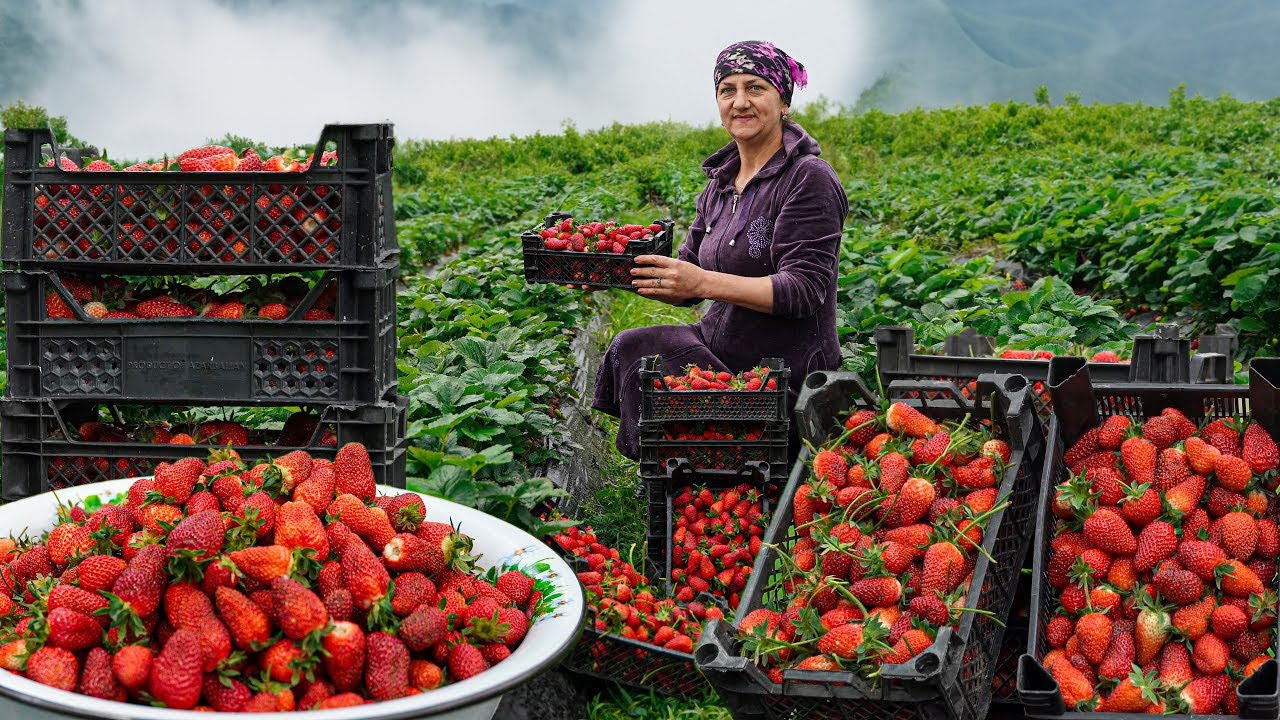 Cooking and Natural Life in an Azerbaijani Village LIVE