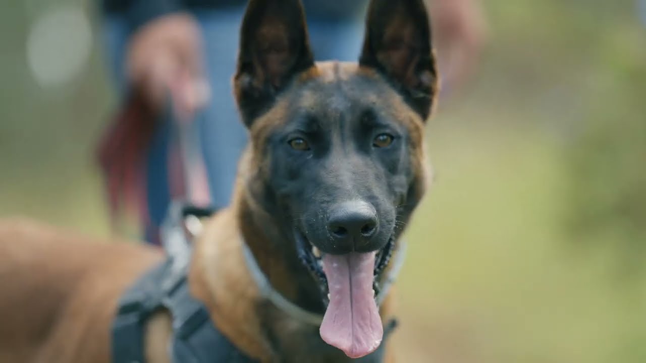 Protection Trained Malinois ( Only 10 Month Old) Machine