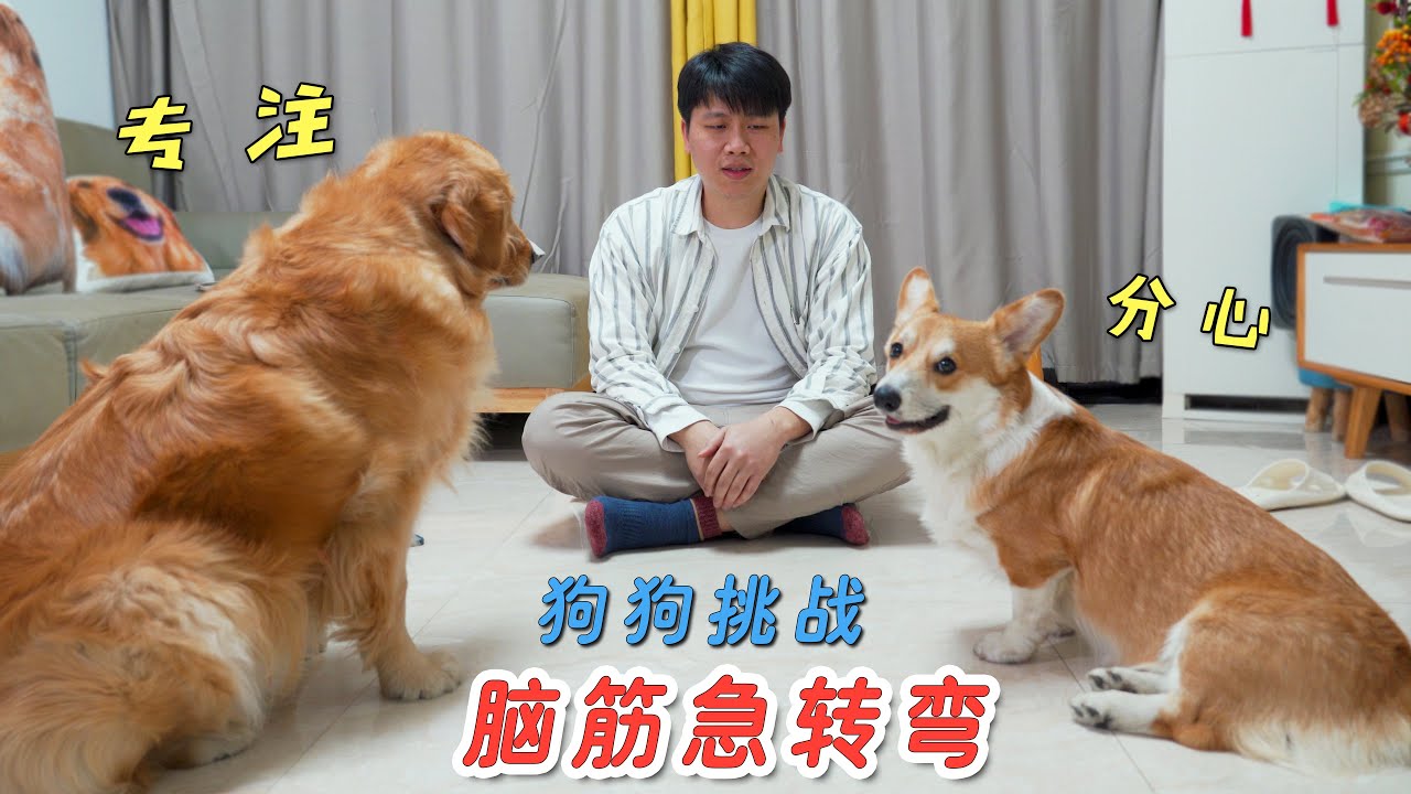 Puzzle with the dog