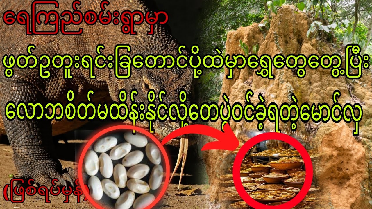 ဖွတ်ဥတူးရင်းခြတောင်ပို့ထဲမှာ ရွှေတွေတွေ့ပြီးလောဘစိတ်မထိန်းနိုင်လို့ တေပွဲဝင်ခဲ့ရတဲ့မောင်လှ