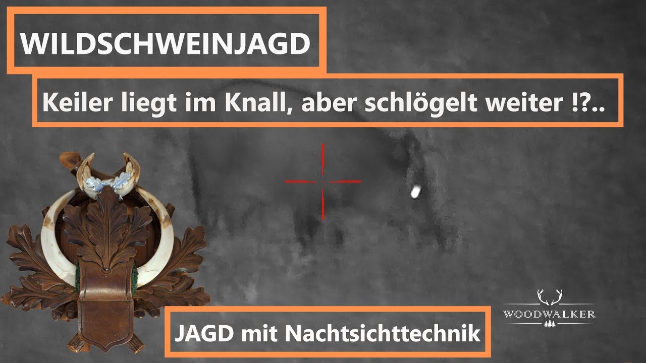 Starker Keiler liegt im Feuer und was dann geschah.. | Jagdfilm | Woodwalker ep # 61