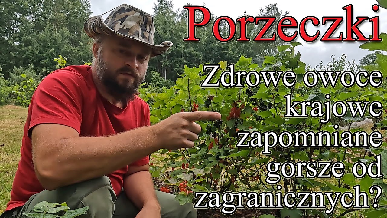 Trochę zapomniane, zdrowe, krajowe owoce - porzeczka czarna, czerwona, biała - Harde Kopyto 23