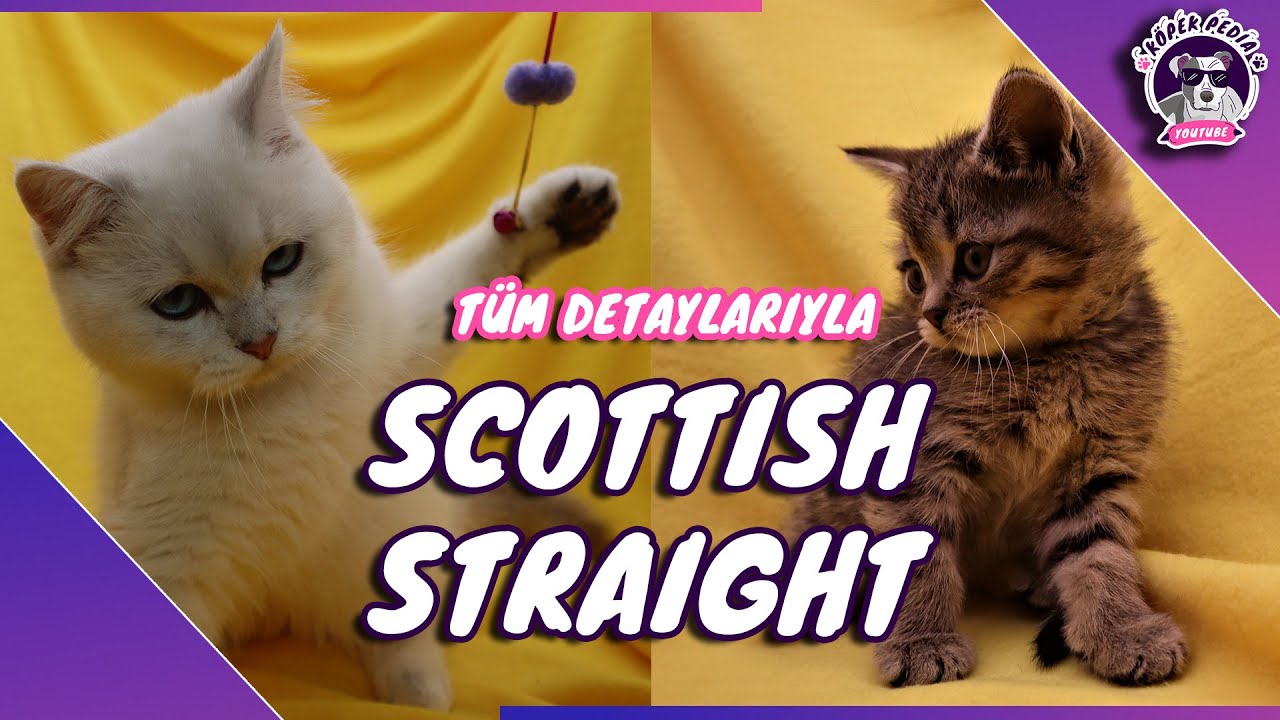 Scottish Straight(DİK KULLAKLI SEVECEN İSKOÇ KEDİSİ)