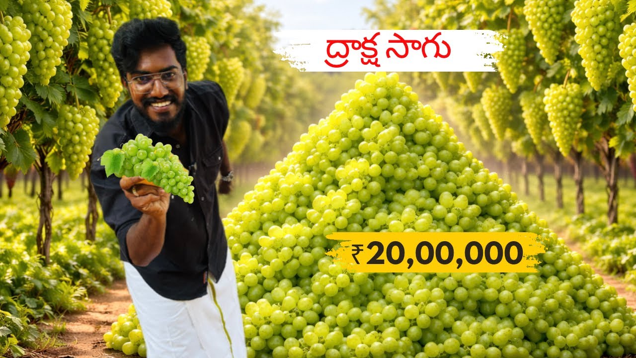 ₹20,00,000 🍇 లాభం ఒక్క సంవత్సరంలో ఉందా? ద్రాక్ష సాగు |Agrotill #farming