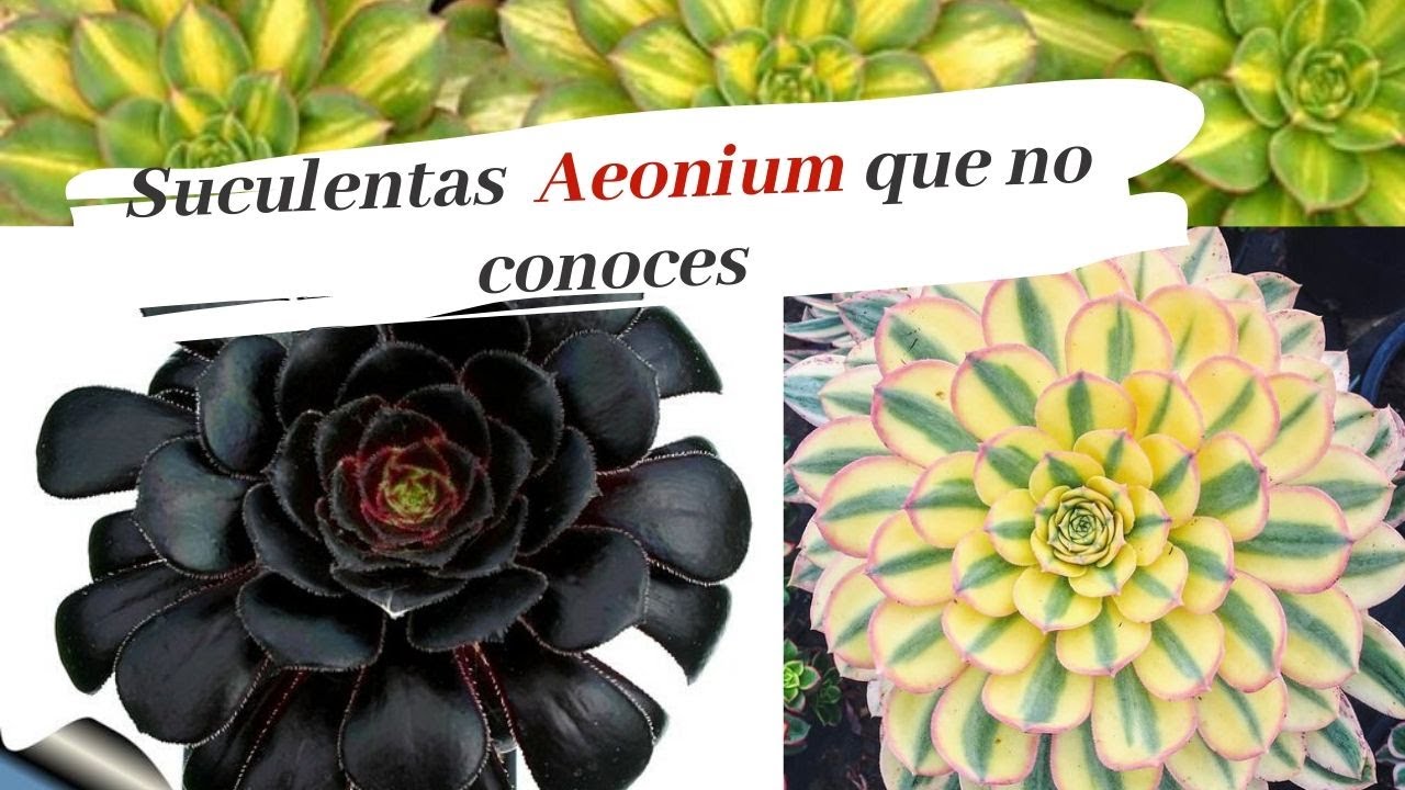 SUCULENTAS AEONIUM QUE NO CONOCIAS