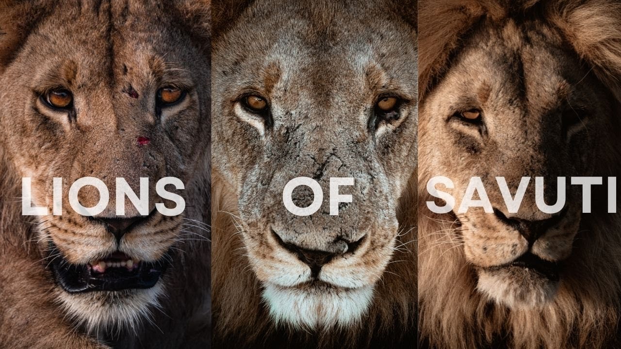 Solo Travel Africa Episode #5 Lions of SAVUTI
