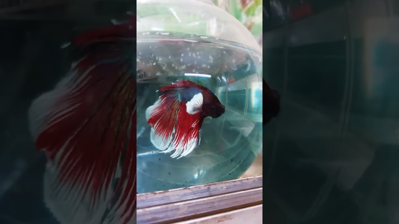 Wow Amazing fish 😲😳 #bettafish #guppyfish #breeding #fish #betta #goldfish #bettabreeding #betta