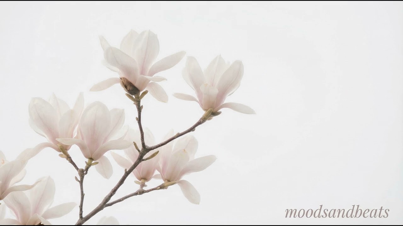 Lofi Beats for Studying & Focus 🌸 3 Hours of Calm Daytime Vibes 2026 Vol. 4