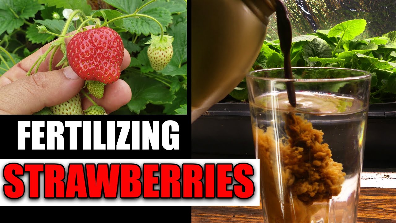 Fertilizing Strawberry Plants Garden Quickie Episode 65