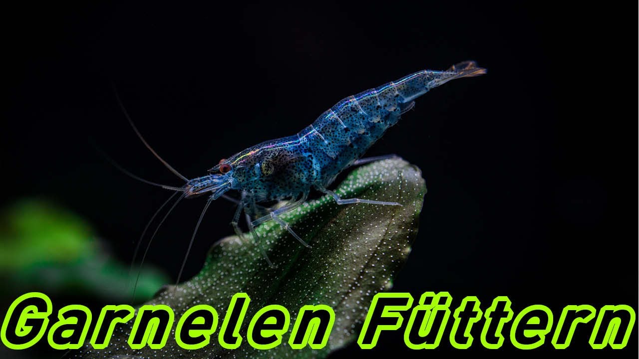Garnelen füttern oder nicht?! 🦐 Zwerggarnelen Fütterung im Aquarium - Beste Futter für Neocaridina