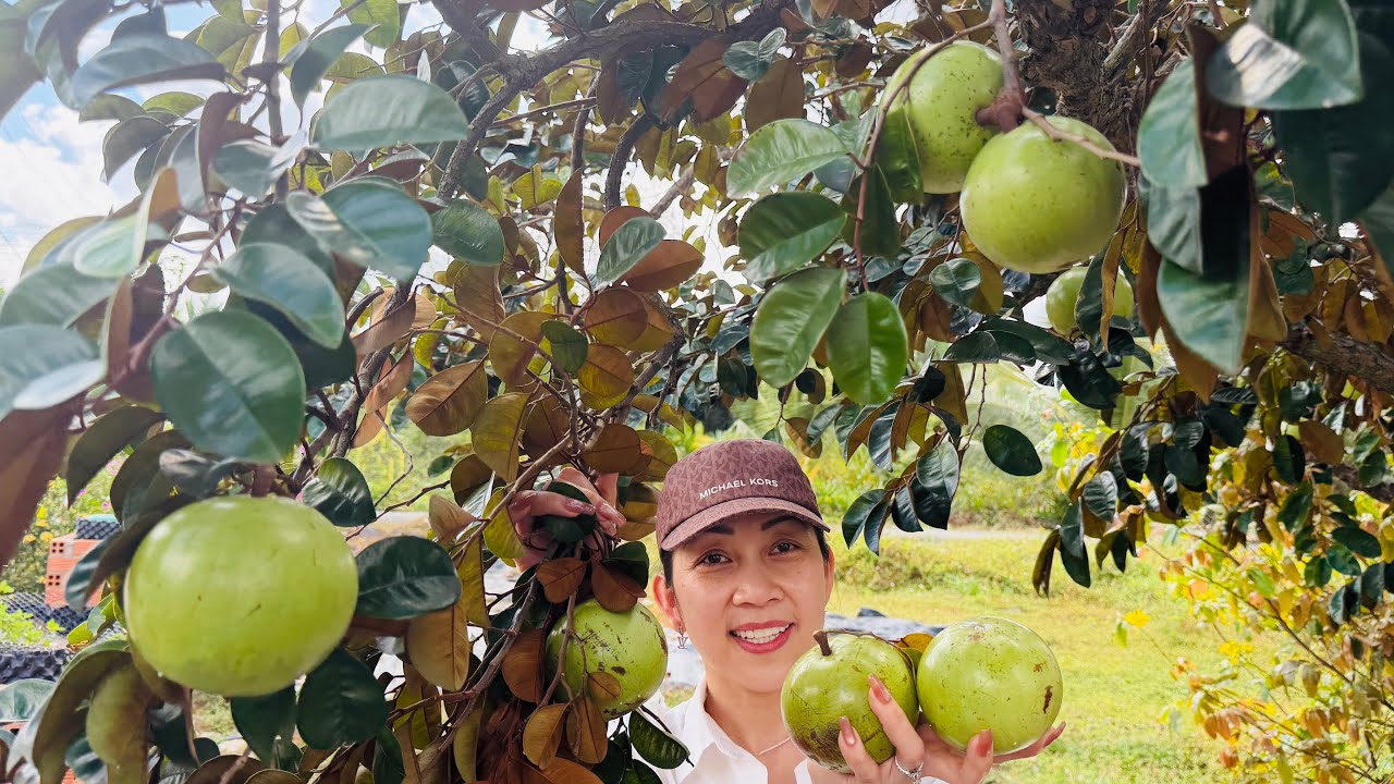 Ghé Nhà Dì Ở Ao Xoài Hái Vú Sửa Chín Cây Ăn Tại Chỗ Ta Nói Nó Ghiền 🇨🇦2273》Về Việt Nam 2026