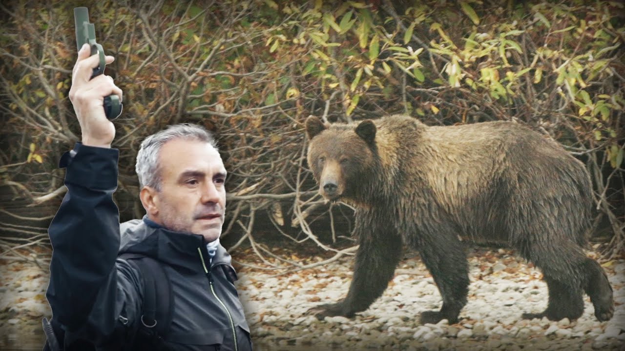 FACE À FACE AVEC UN GRIZZLY - Cyril Chauquet
