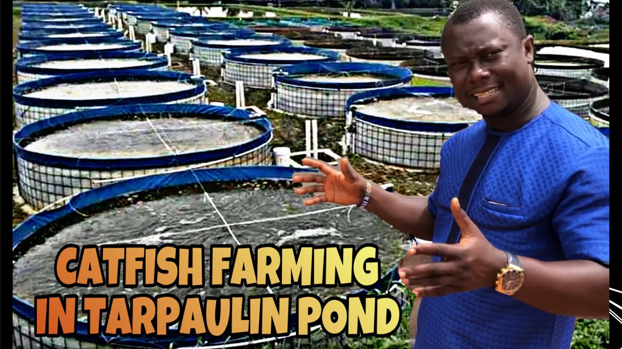 Catfish farming in tarpaulin ponds| Advantages of tarpaulin pond| Biggest tarpaulin ponds