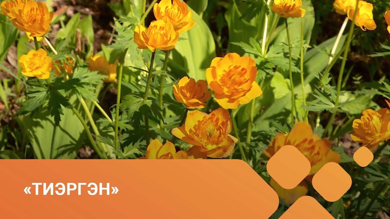 «Тиэргэн» биэриигэ: кыстыыр сибэккилэр уонна отонноох мастар тустарынан (17.06.21)