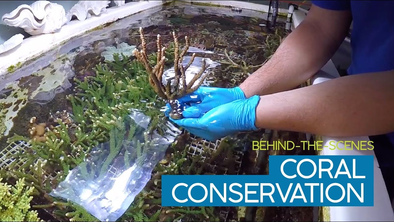 Coral Conservation at Birch Aquarium at Scripps