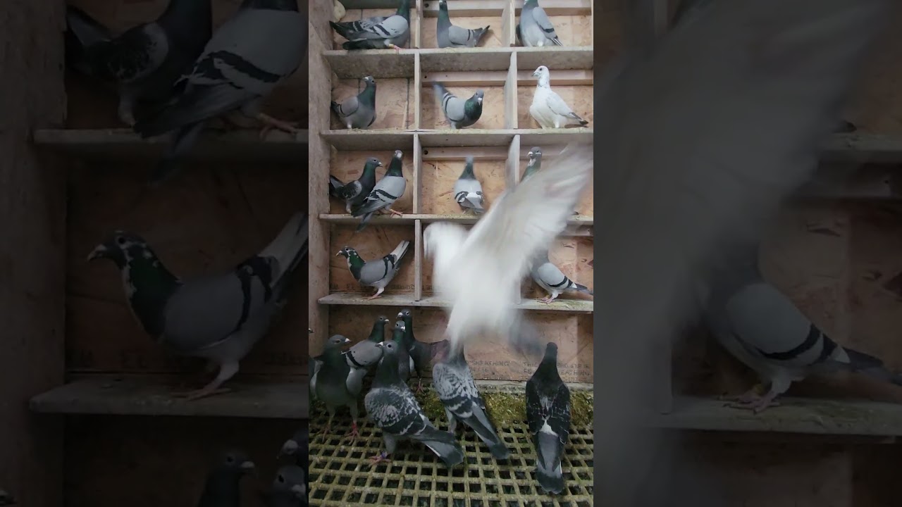 Fresh water & feed-Royal Loft | Racing Pigeon | Homer | Kabutar