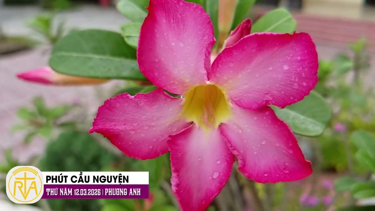 Phút Cầu Nguyện, Thứ Năm 12/03/2026: Thánh Giuse mẫu gương khiêm nhường