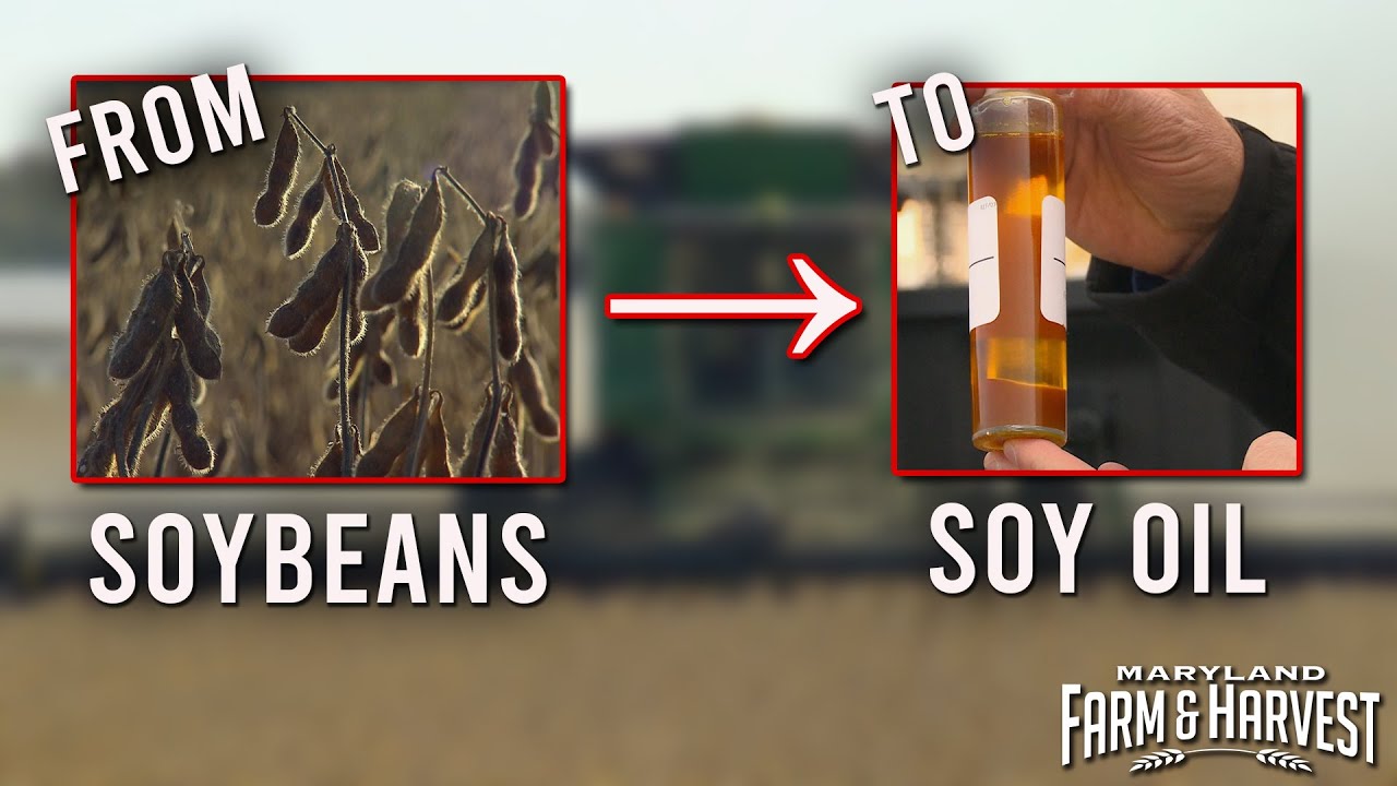 From Soybeans to Soil Oil | Maryland Farm & Harvest