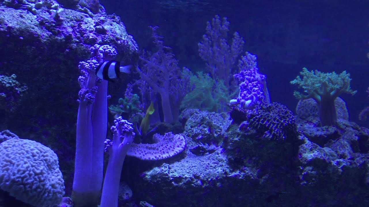 Sumida Aquarium - Skytree