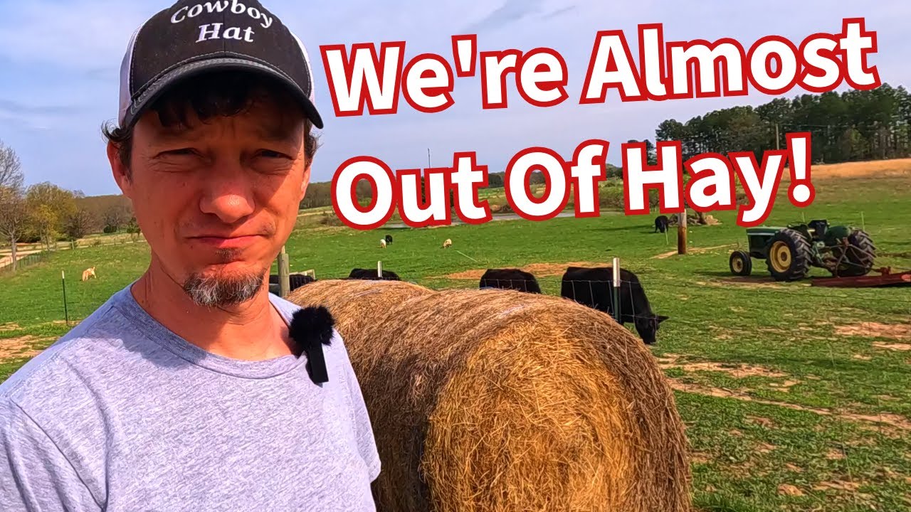 How To Make Hay Last Longer On A Small Scale Cattle Farm