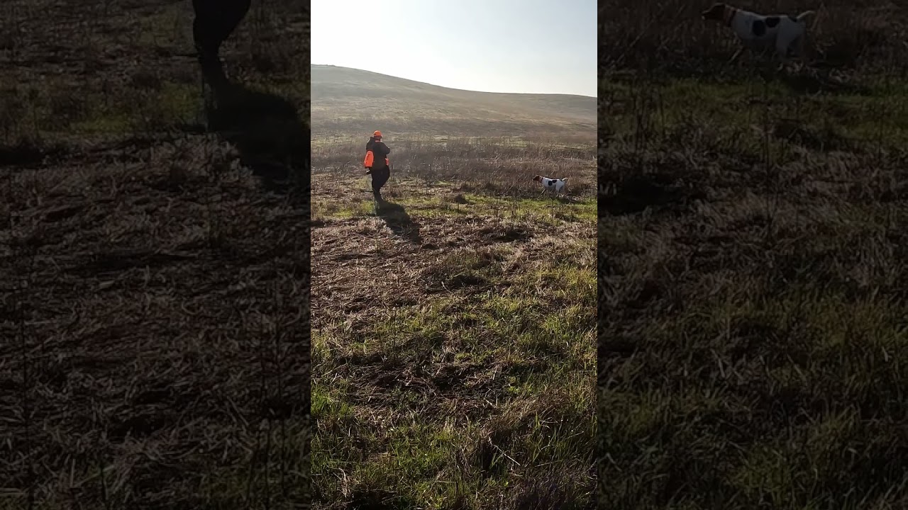 Working with young dog and new hunter! #pheasanthunting #newhunter #hunting #birddog #pointer #hunt