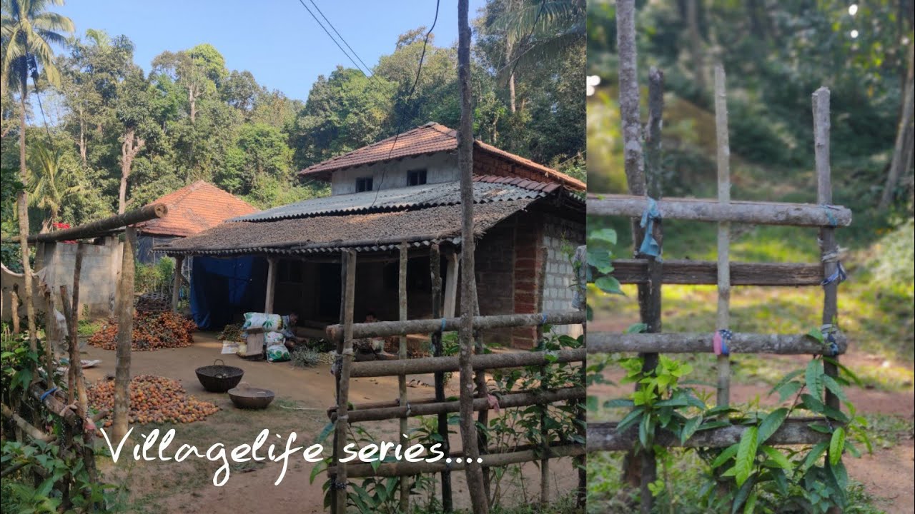 ಮಲೆನಾಡ ಹಳ್ಳಿಮನೆ ಅಡಿಕೆ ಕೊಯ್ಲು ನೋಡಿ|villagelife series|Havyaka kannada vlogs|Shree vlogs