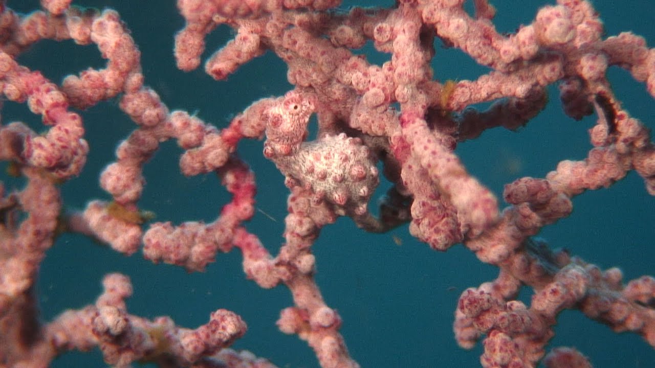 Ocean Camouflage and Color | JONATHAN BIRD'S BLUE WORLD