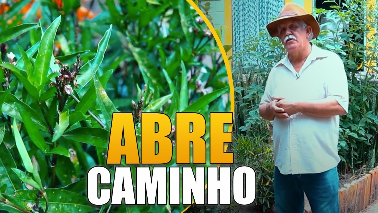 PLANTA ABRE CAMINHO: CHÁ, BANHO E ESCALDA PÉS [TRATAMENTOS ESPIRITUAIS E MEDIÚNICOS]