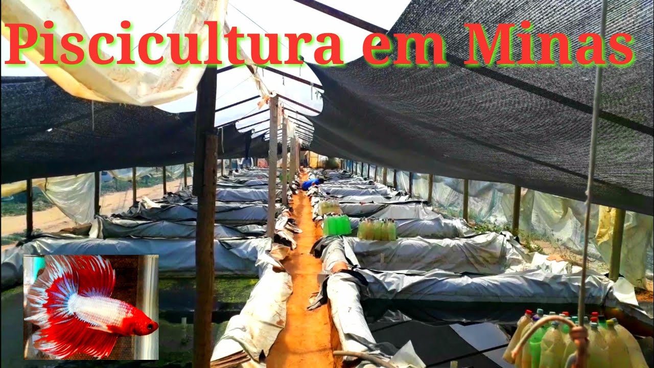 Piscicultura em Minas Gerais