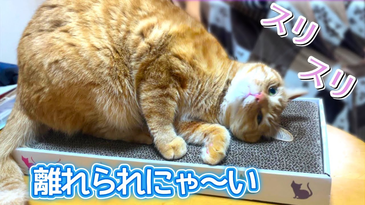 爪とぎから離れられない魔法にかかった猫つくね【今つく#10】