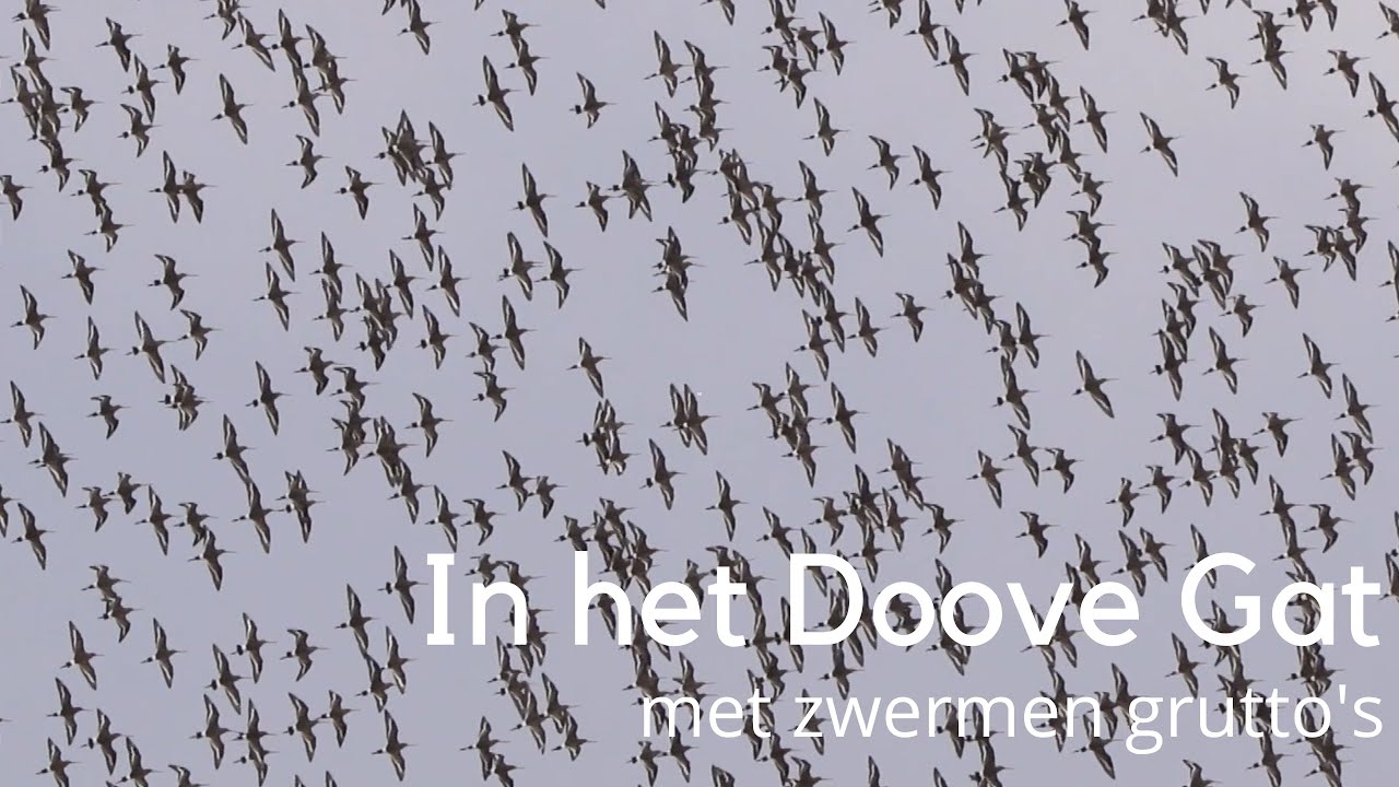 In het Doove Gat met zwermen grutto's #1473