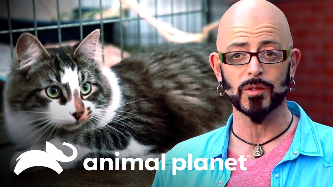Gato que teve panleucopenia não consegue ser adotado | Meu gato endiabrado | Animal Planet Brasil