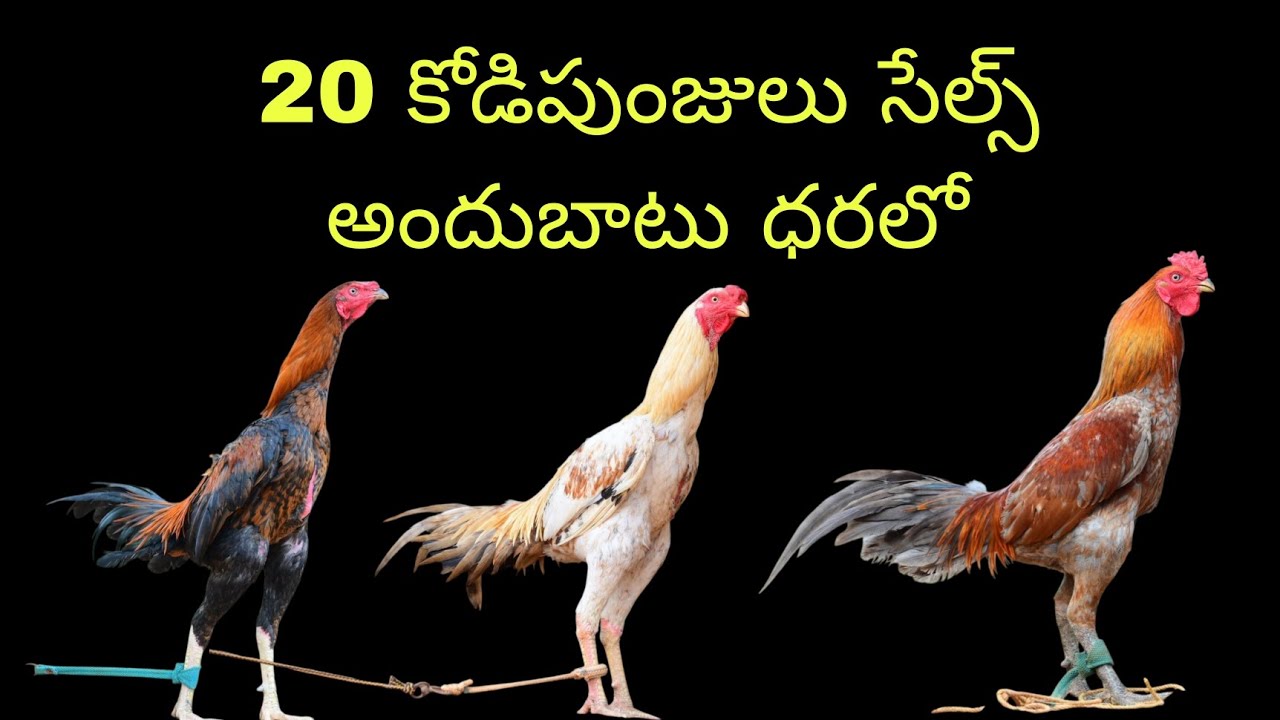 9963572556.. కోడి పుంజులు సేల్స్ 20 అందుబాటు ధరలో 9/3/2026