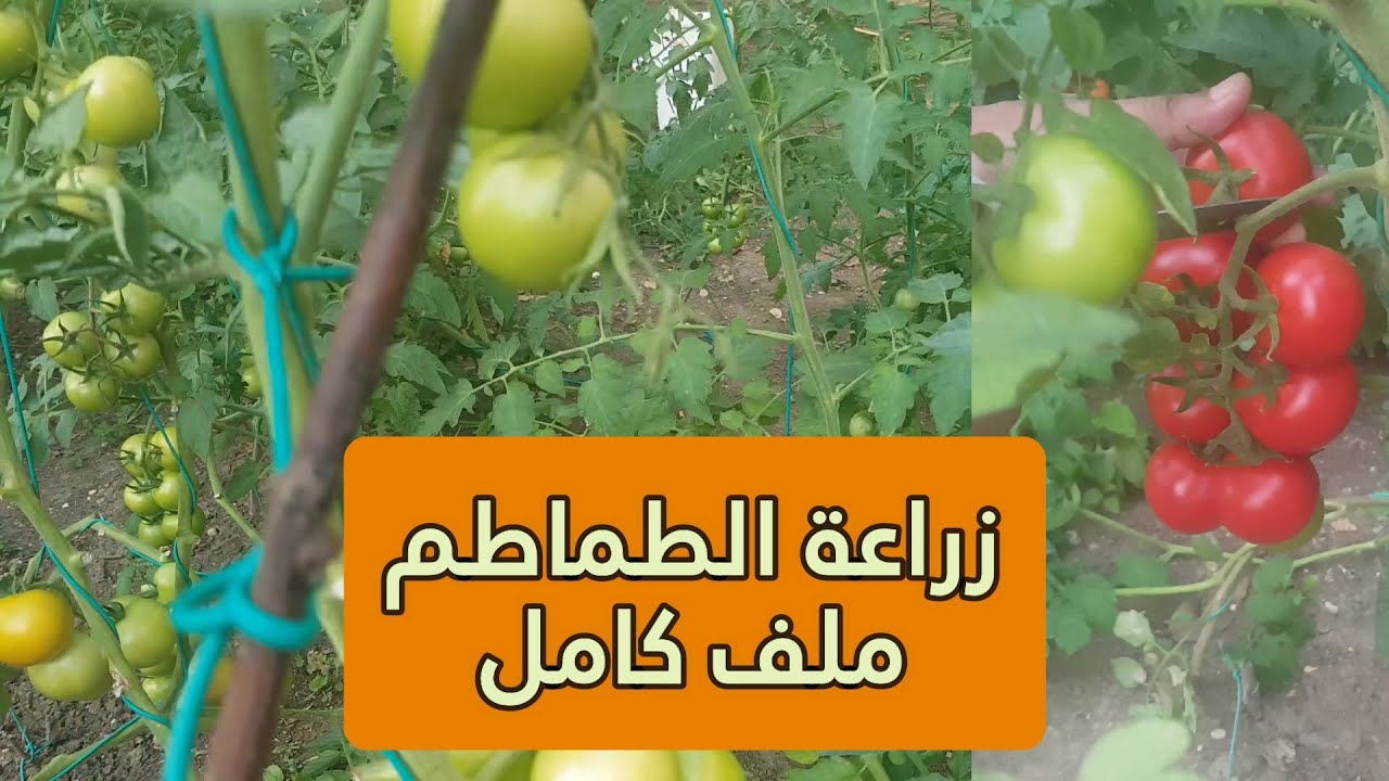 زراعة الطماطم من البذور من طماطمة من الثلاجة وحتى الحصاد ملف كامل