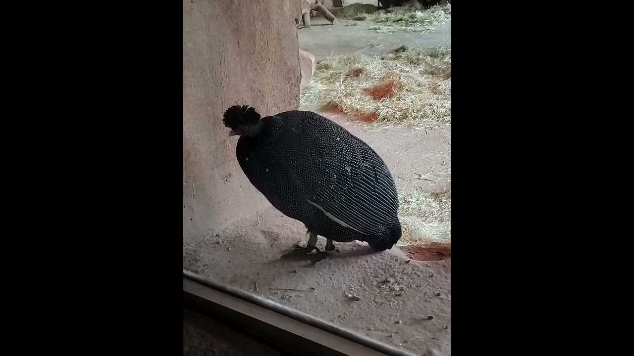 A wintery trip to the Zoo of Antwerp