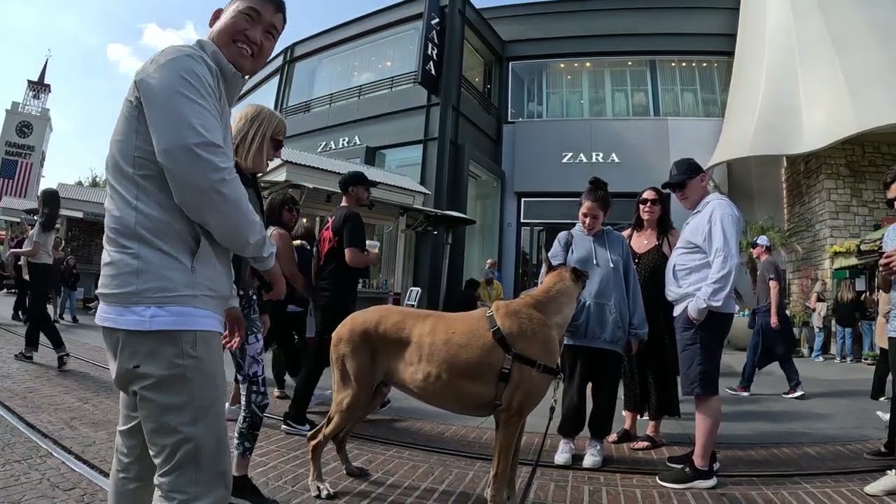 Cash 2.0 Great Dane at The Grove and Farmers Market in Los Angeles 57