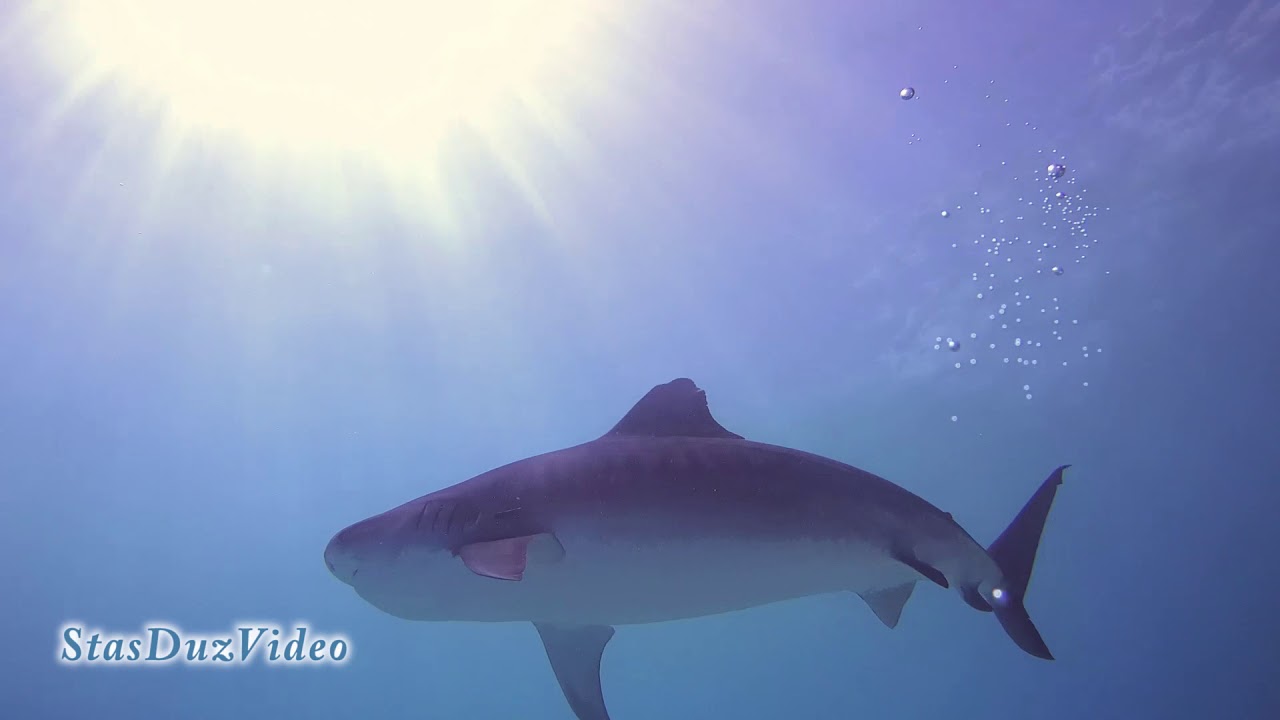 Tiger shark
