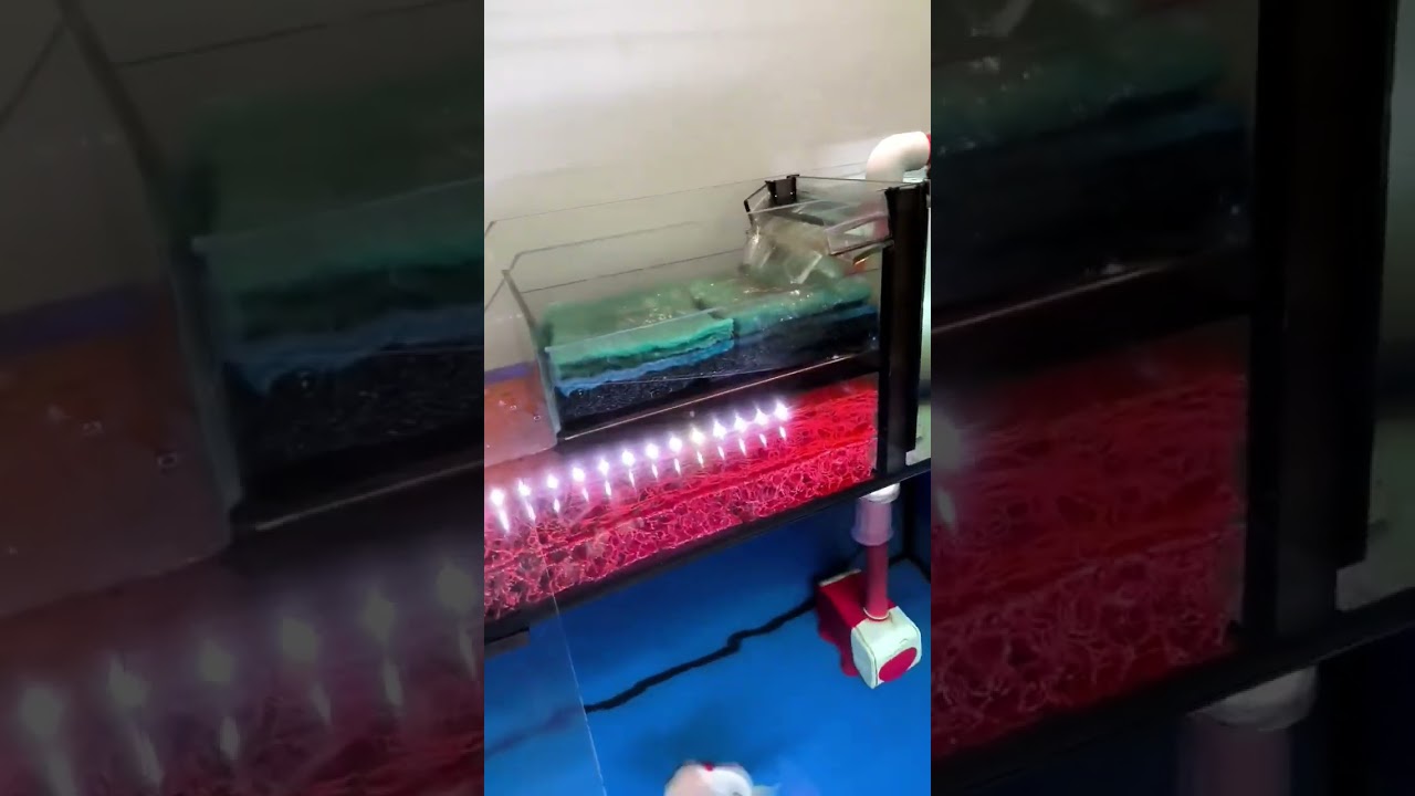 Susunan media top filter di Red Goldfish Medan #aquariumfish #goldfish #ikanhias #diy #fyp #aquarium