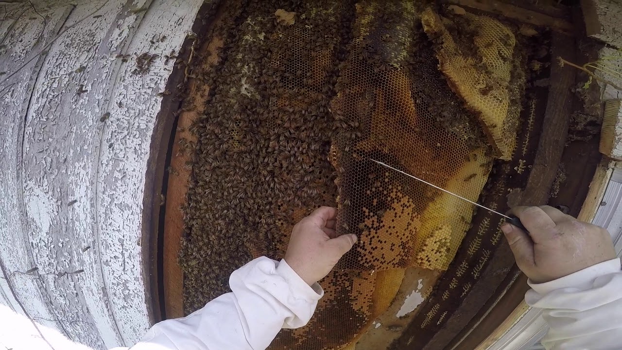 Thousands of Bees on Bennett Hill