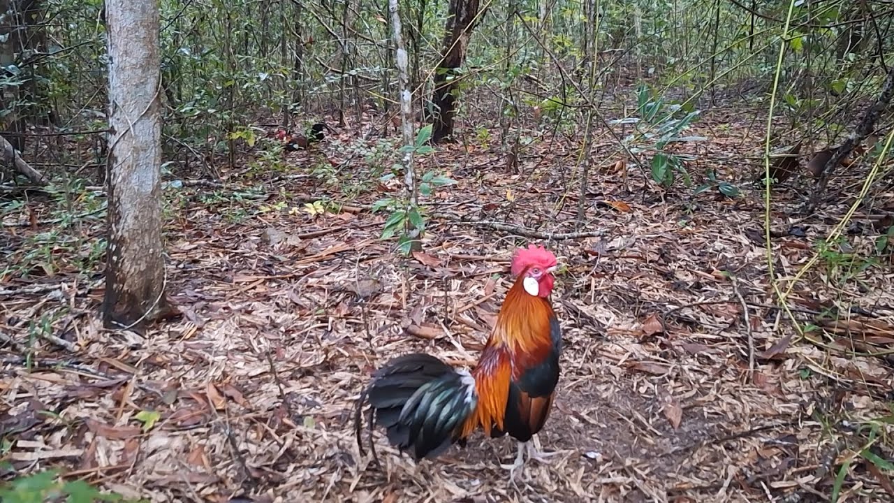 สารคดีไก่ต่อ Ep 24