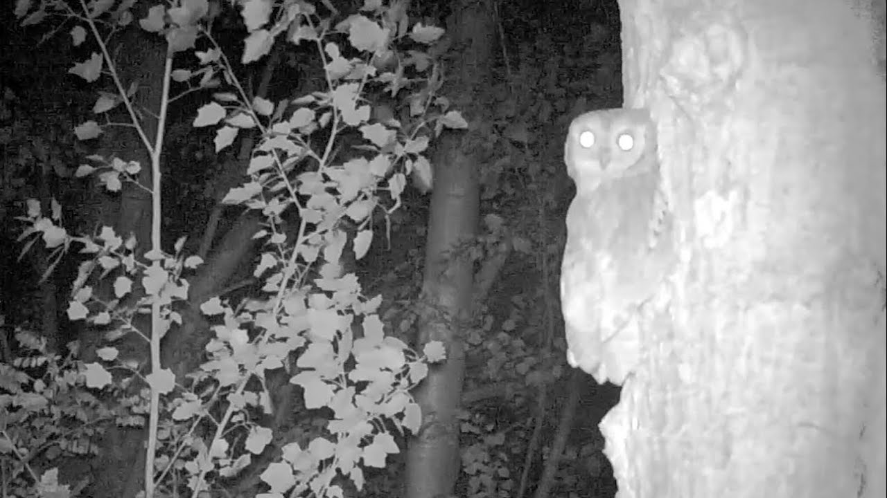 Assiolo in canto  - Eurasian scops owl (Otus scops) 170, Fototrappola a Corte Franca, Cavarzere (VE)