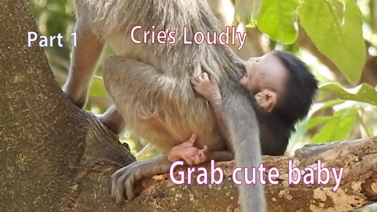 Part1/ Supper grab cute baby, Pitiful poor baby Corono crying with scared | Catching by young monkey
